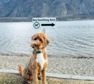 Small brown and white dog sitting on grass near sign for dog swimming area at Osoyoos Lake