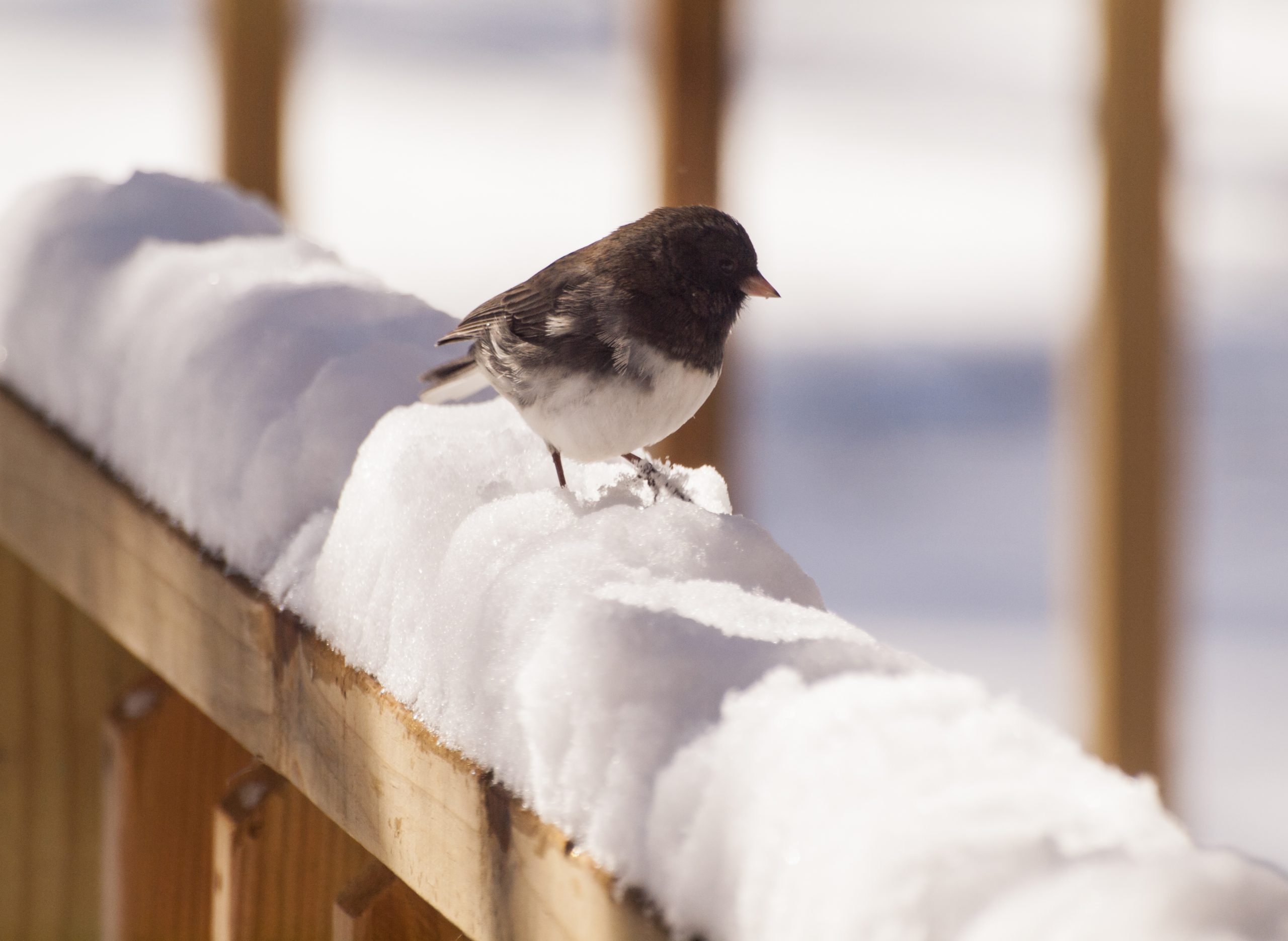 Calling All Snowbirds Osoyoos Is Your Home Away from Home! Osoyoos Hotels Top Choice South