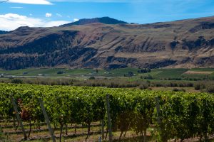 Osoyoos vineyard and mountains