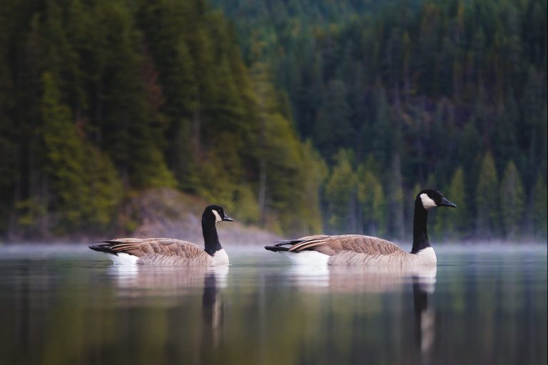 Canadian Geese on Lake