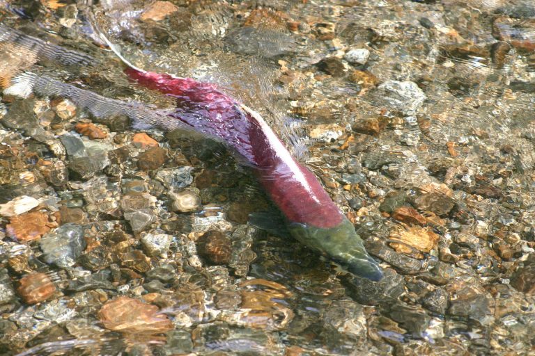 Sockeye Kokanee Salmon Swimming