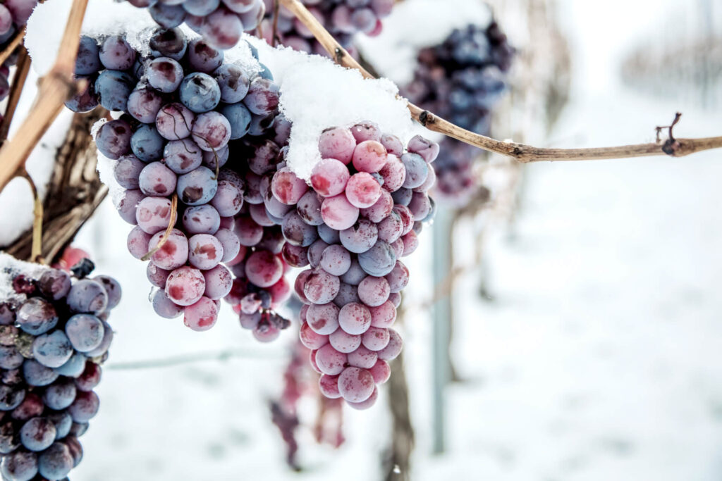 Ice Wine