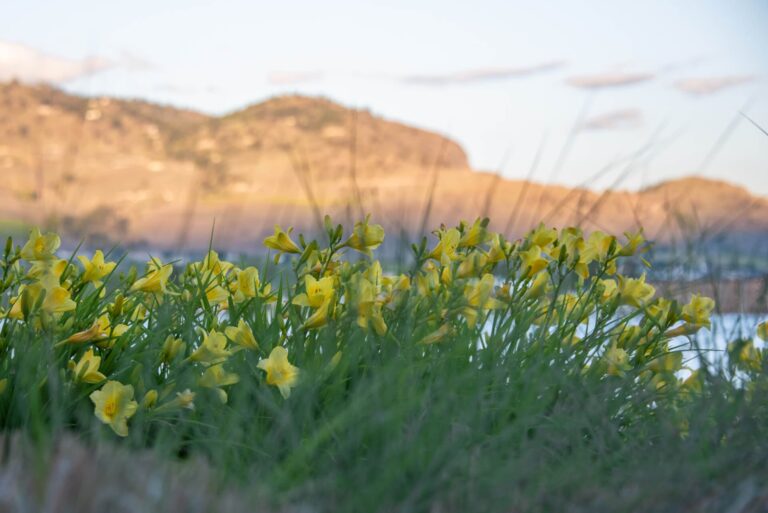 Earth Day in Osoyoos BC. Close up shot of flowers