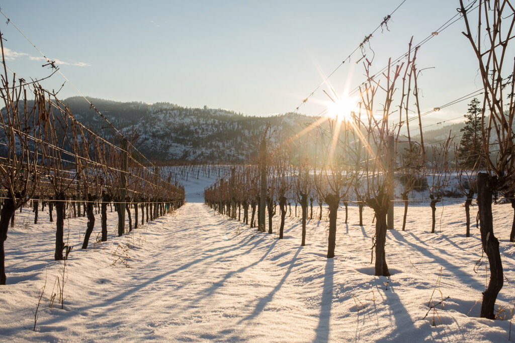 Watermark Winter Wine Picks from Southern Okanagan, BC, Canada. Featuring Blue Mountain Winery in Oliver,