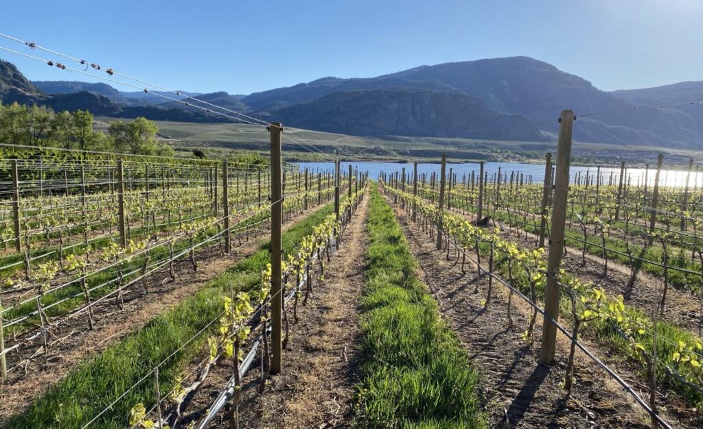 Vineyards of Hermit WInes in Spring, Osoyoos 2023