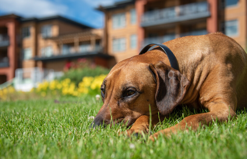 Dog-friendly activities near Osoyoos Hotel, Watermark Beach Resort.