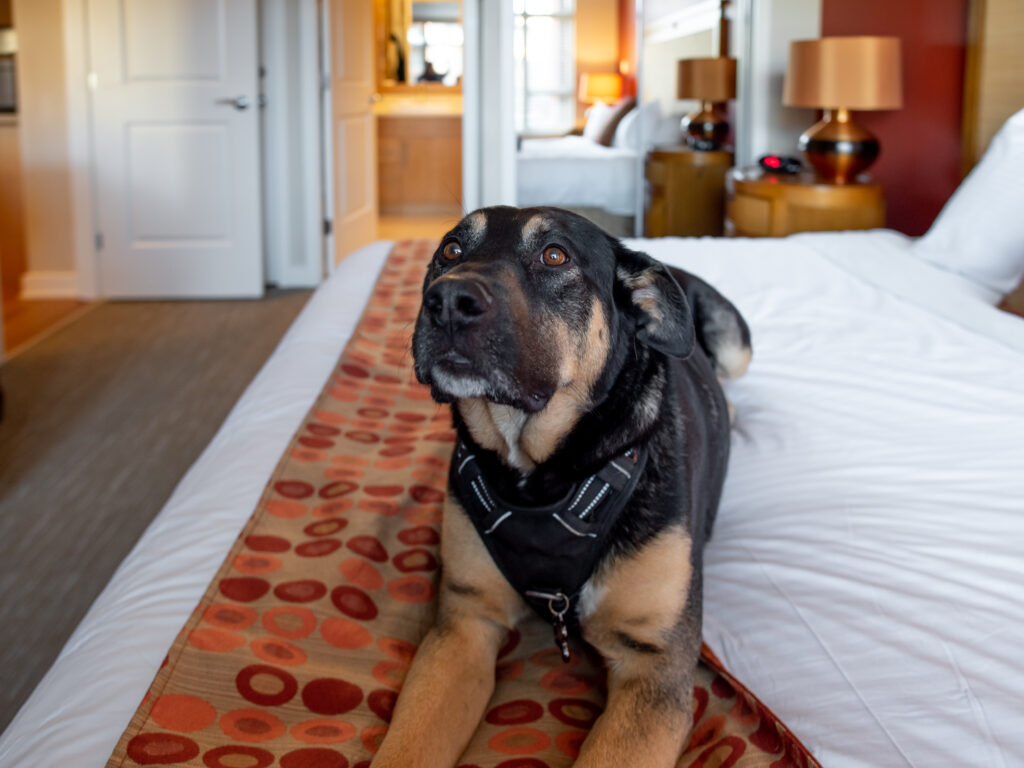 Dog-friendly suites, rooms and townhomes in Osoyoos