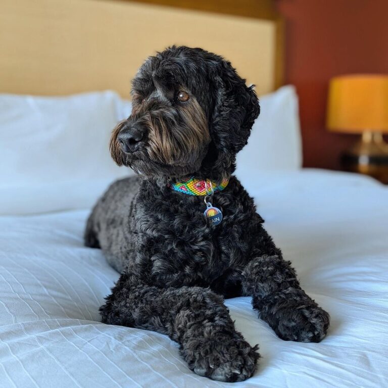 Black curly-coated dog wearing a colorful collar lying on a white hotel bed at Watermark Beach Resort