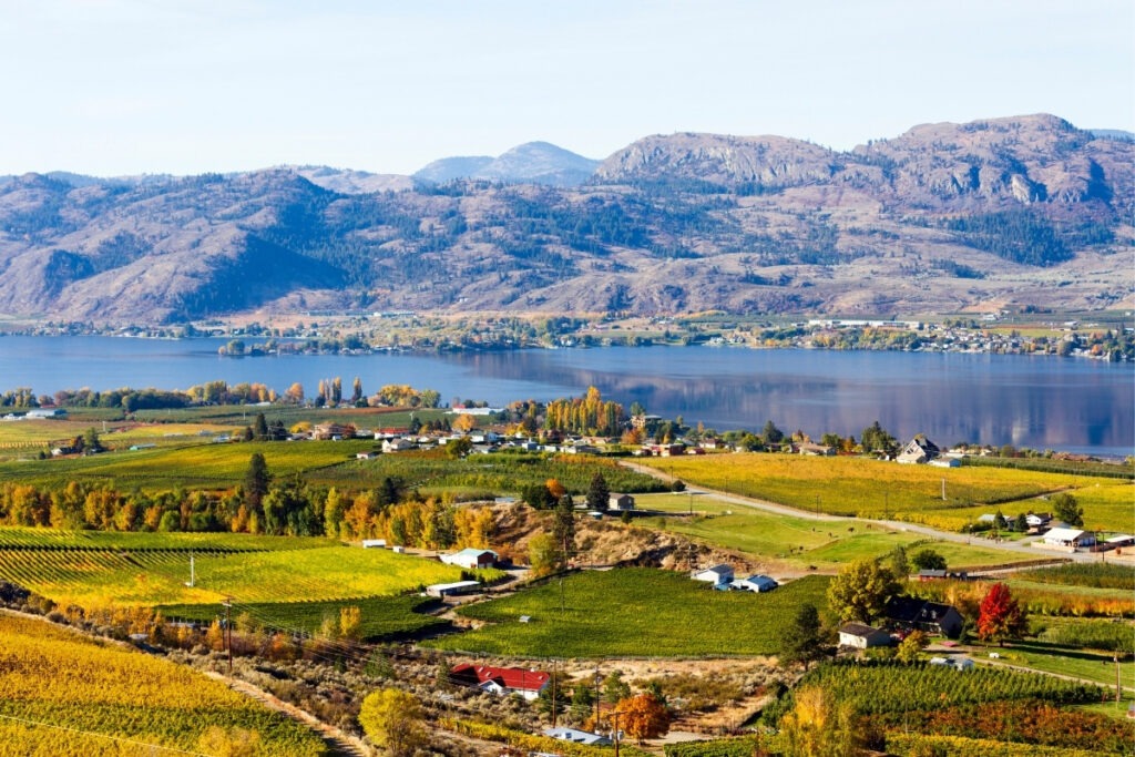 Fall coloured vineyards in Osoyoos BC