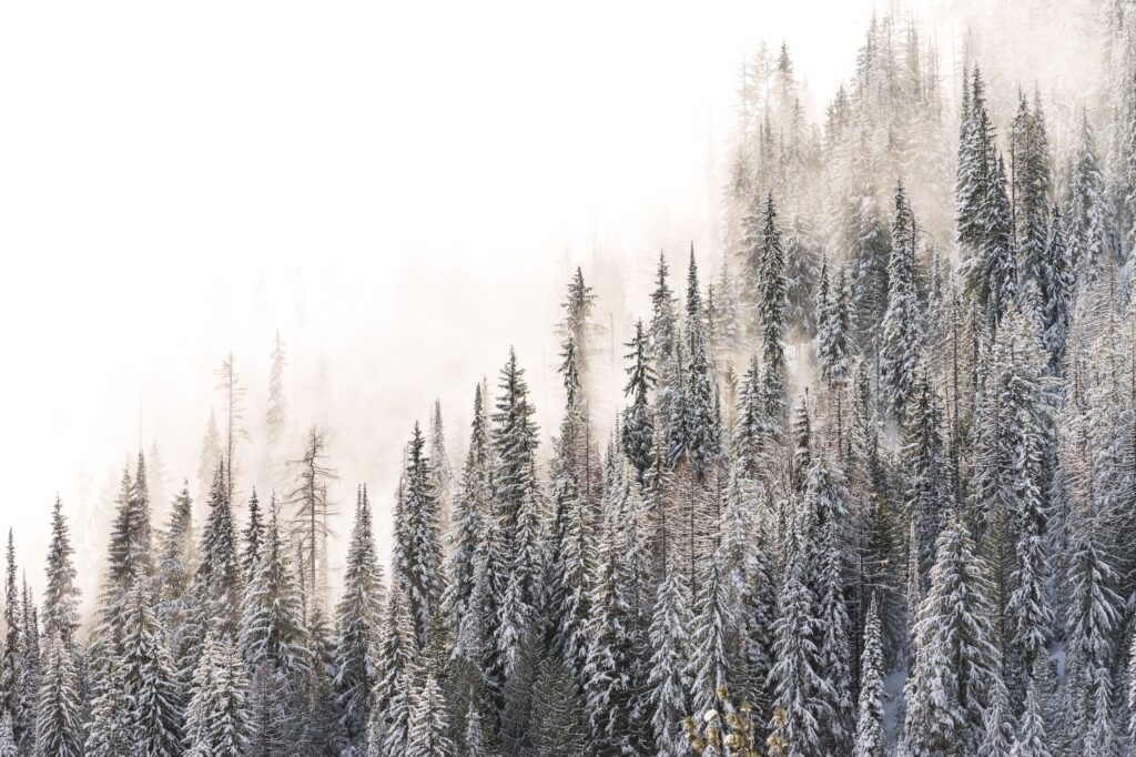 Snow covered trees in BC