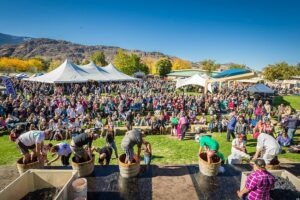 Grape stomping competition with a large crowd watching at the Festival of the Grape in Oliver BC