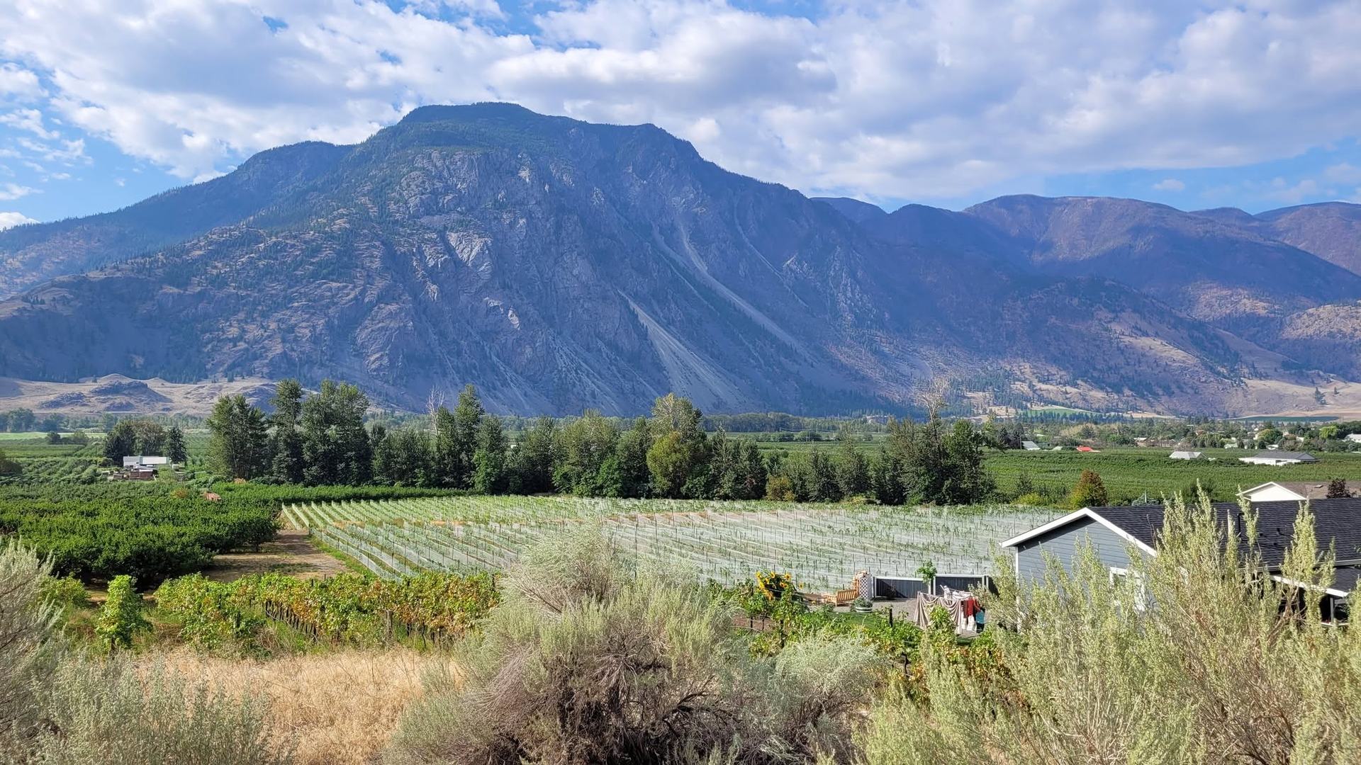 Vineyard rows and mountain benchland in the Similkameen Valley near Keremeos, BC