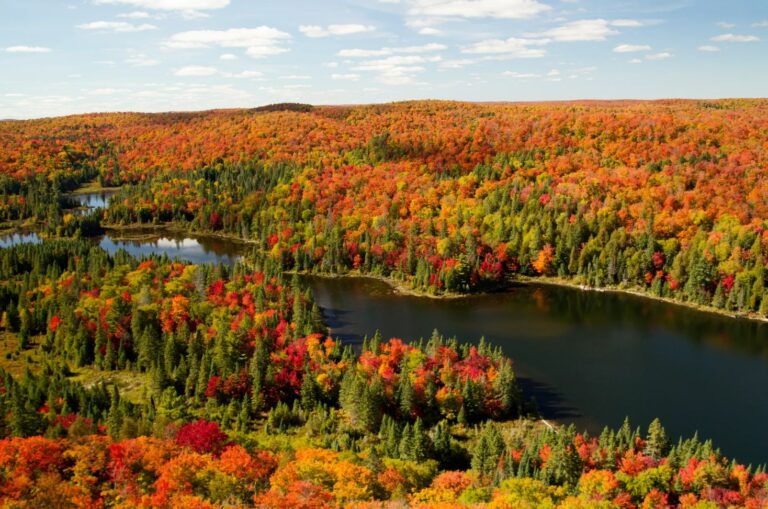 Autumn leaves changing colour in a Canadian forest