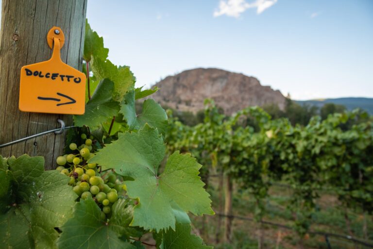Dolcetto Italian Grapes grown in the Okanagan at Stag’s Hollow