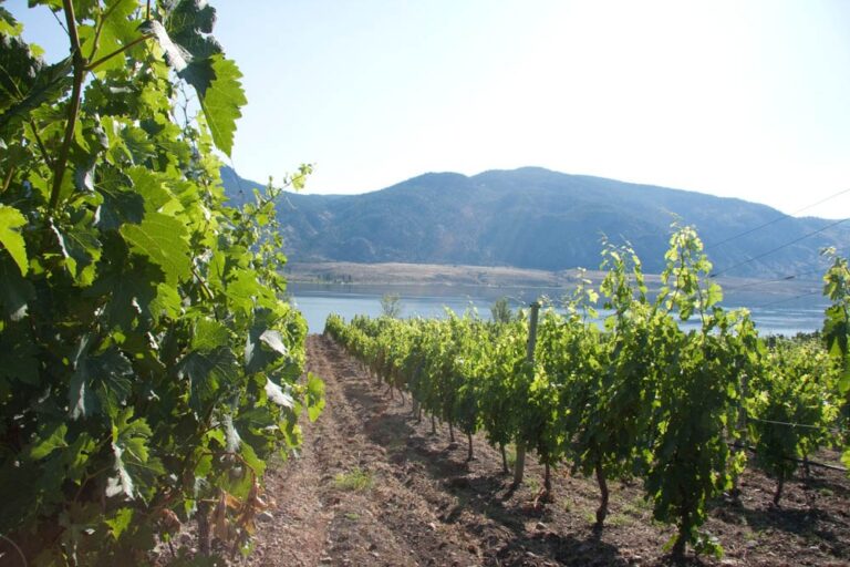 La Stella vineyards in the South Okanagan