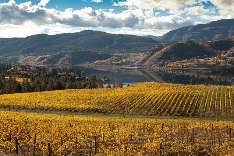 Okanagan vineyards during the fall harvest