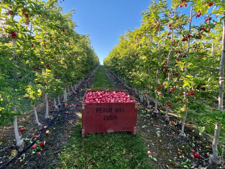 Apple harvest in Osoyoos, BC